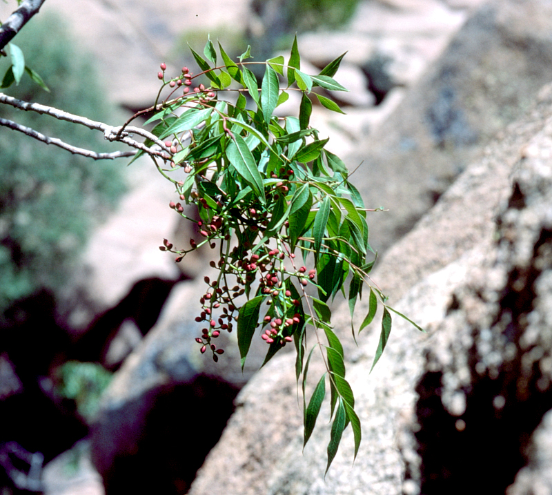 Pistacia palaestina. Photo: &copy; Tony Pittaway.