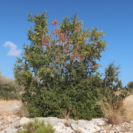 Pistacia terebinthus, the main host of Akbesia davidi, Silifke, Mersin Province, Turkey, 14.ix.2021. Photo: &copy; Vyacheslav Ivonin & Yanina Ivonina