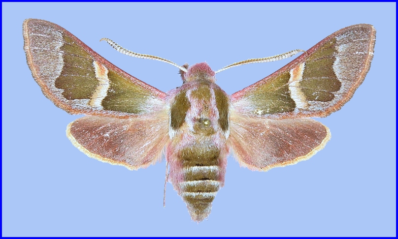 Male Rethera brandti brandti, 10km NW Natanz, near Kashan, Esfahan Province, Iran, 1200m, 23.iv.2009. Photo: &copy; Robert Young, Sphingidae Taxonomic Inventory, NHMUK, leg. J. Babics & T. Csovari.