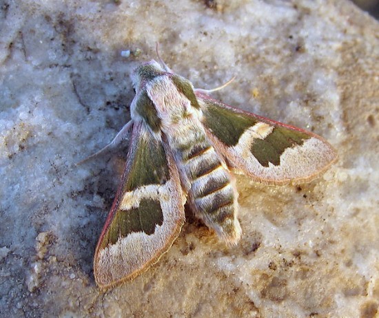 Male Rethera brandti brandti, near Kashan, Esfahan Province, Iran. Photo: &copy; Gergely Petr&aacute;ny.