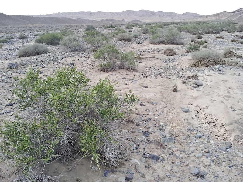 Typical habitat of Rethera brandti brandti, near Kashan, Esfahan Province, Iran. Photo: &copy; Jean Haxaire.