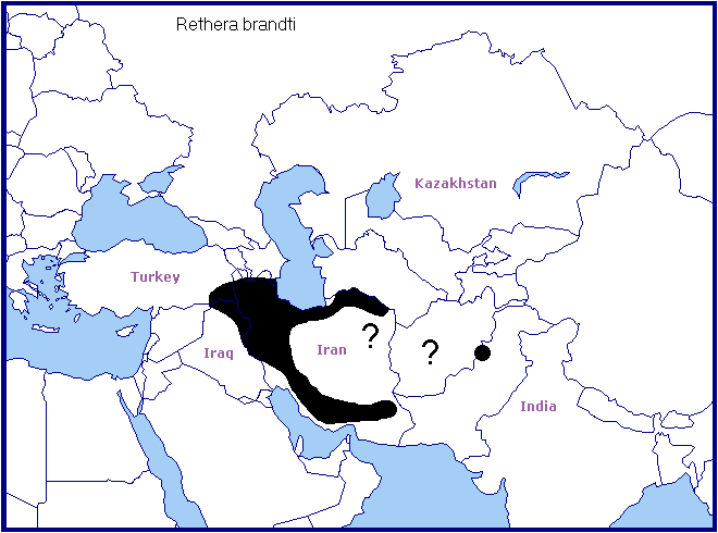 Global distribution of Rethera brandti. Map: &copy; Tony Pittaway.