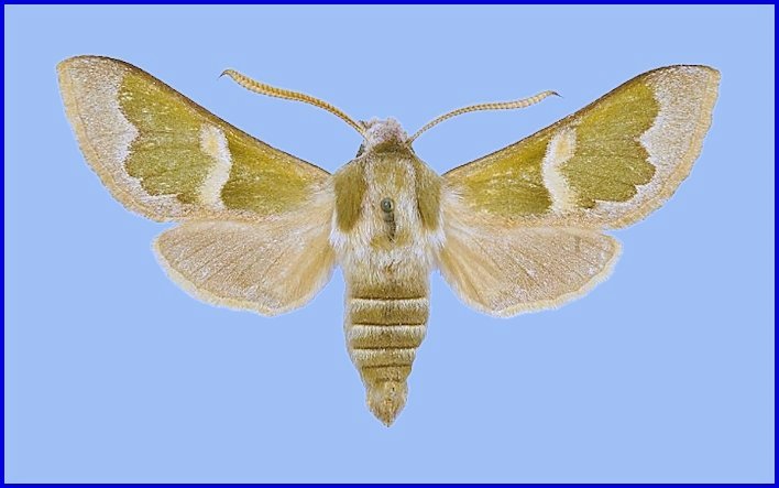 Male Rethera brandti euteles, C'urum (Shiraz-Bushehr road), Iran. Photo: &copy; Robert Young, Sphingidae Taxonomic Inventory, NHMUK.