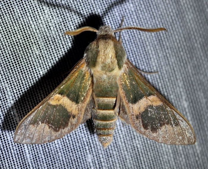 Male Rethera brandti euteles, Jahrom, Fars Province, Iran, 1100m, 17.iv.2014. Photo: &copy; Jean Haxaire.