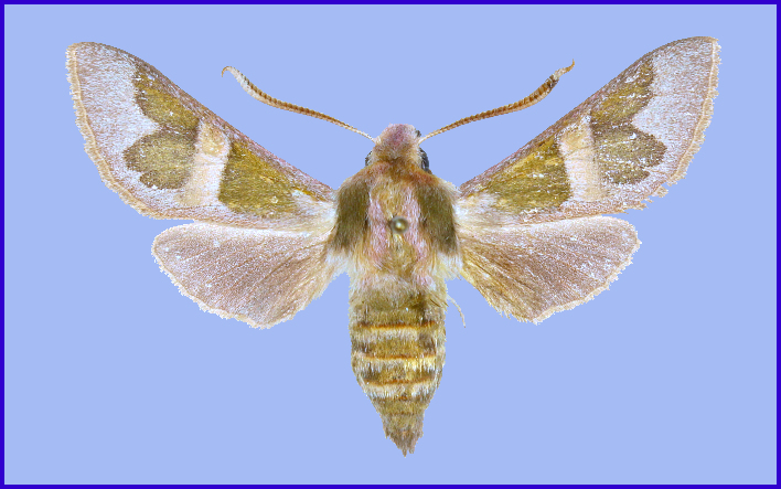 Male Rethera brandti euteles, 18 km NW Harm, Zagros Mountains, Fars Province, Iran, 1020m, 17.iv.2009. Photo: &copy; Robert Young, Sphingidae Taxonomic Inventory, NHMUK, leg. J. Babics & T. Csovari.