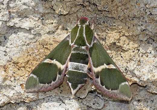 Female Rethera komarovi drilon, Bulgaria. Photo: &copy; Emil Enchev.
