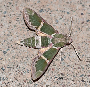 Male Rethera komarovi rjabovi, Karadut, Nemrut Dagi, Turkey. Photo: &copy; Cor Zonneveld.
