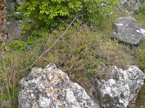 Hostplant (Galium) of Rethera komarovi drilon in typical location, Kresna Gorge area, Bulgaria. Photo: &copy; Tony Pittaway.