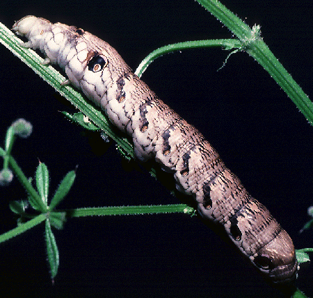 Full-grown larva of Rethera komarovi rjabovi, Shiraz, Iran, 1984. Photo: &copy; Tony Pittaway.