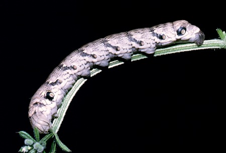 Full-grown larva of Rethera komarovi rjabovi, Shiraz, Iran, 1984. Photo: &copy; Tony Pittaway.