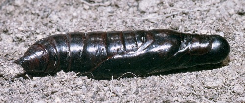 Pupa of Rethera komarovi rjabovi, Shiraz, Iran, 1984. Photo: &copy; Tony Pittaway