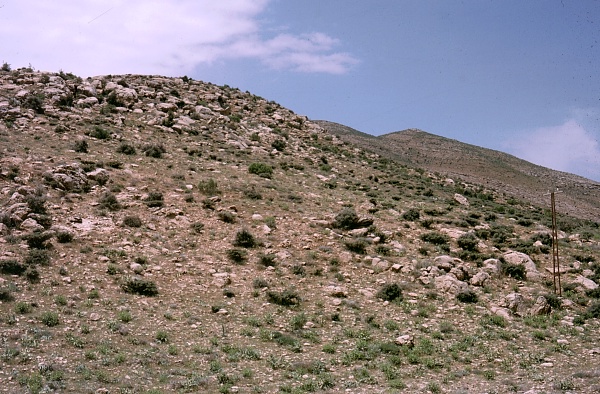 Typical habitat of Rethera komarovi rjabovi, Shiraz, Iran, 1984. Photo: &copy; Tony Pittaway.