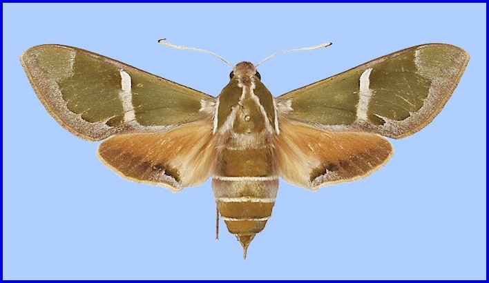 Female Rethera komarovi stipularis, Zeravshan Mountains, Kitab State Geological Reserve, Uzbekistan. Photo: &copy; NHMUK.