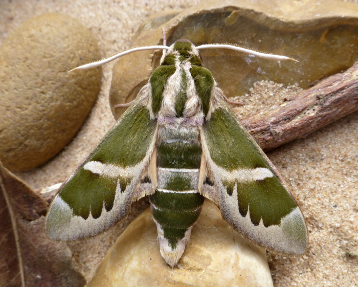 Male Rethera komarovi stipularis, Charyn, Almaty region, Kazakhstan, bred 2018/19, leg. Serge Yevdoshenko. Photo: &copy; Tony Pittaway.