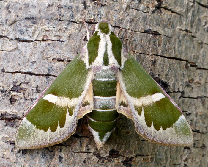 Female Rethera komarovi stipularis, Charyn, Almaty region, Kazakhstan, bred 2018/19, leg. Serge Yevdoshenko. Photo: &copy; Tony Pittaway.