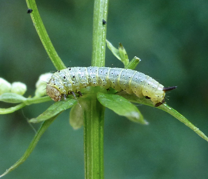 First instar larva of Rethera komarovi stipularis, Charyn, Almaty region, Kazakhstan, bred 2017/18, leg. Serge Yevdoshenko. Photo: &copy; Tony Pittaway.