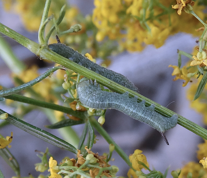 Third instar larva of Rethera komarovi stipularis, Charyn, Almaty region, Kazakhstan, bred 2017/18. Photo: &copy; Serge Yevdoshenko.