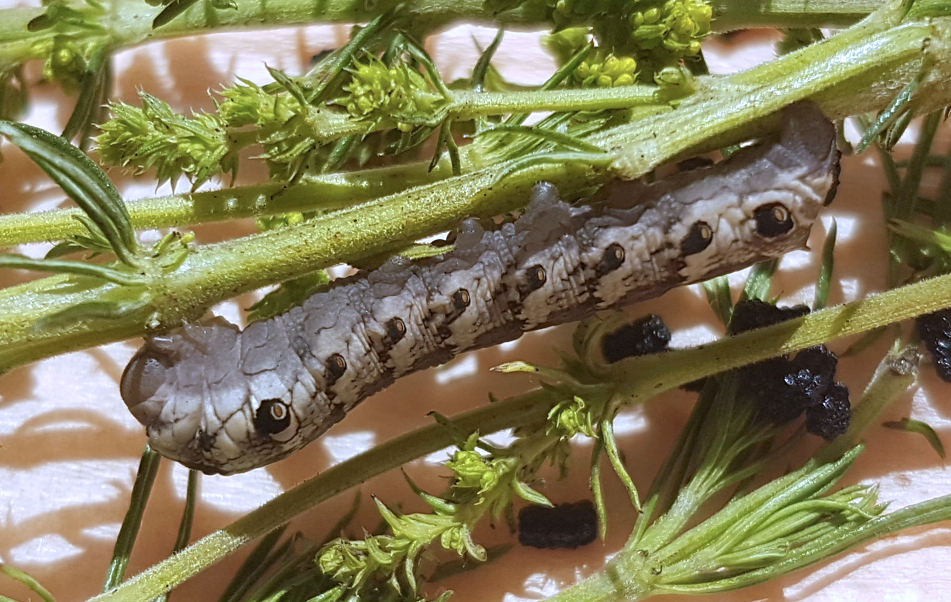 Final instar larva of Rethera komarovi stipularis, Charyn, Almaty region, Kazakhstan, bred 2017/18. Photo: &copy; Serge Yevdoshenko.
