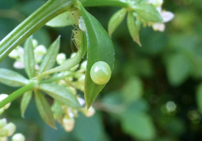 Egg of Rethera komarovi stipularis, Charyn, Almaty region, Kazakhstan, bred 2018/19, leg. Serge Yevdoshenko. Photo: &copy; Tony Pittaway.