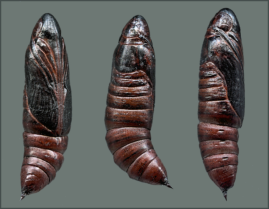 Pupa of Rethera komarovi stipularis, Charyn, Almaty region, Kazakhstan, bred 2017/18, leg. Serge Yevdoshenko. Photo: &copy; Tony Pittaway.