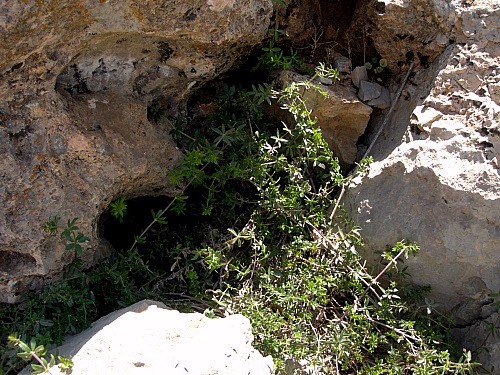 Hostplant (Rubia) of Rethera komarovi rjabovi in typical location, Mount Hermon, Israel/Syria. Photo: &copy; Tony Pittaway.