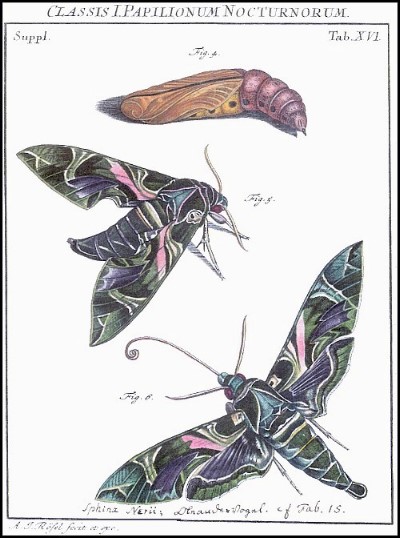A plate from R&ouml;sel von Rosenhof.