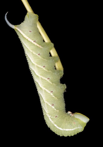 Full-grown larva of Smerinthus ocellatus atlanticus, Morocco. Photo: &copy; Frank Deschandol.