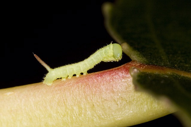 Newly hatched first instar larva of Smerinthus ocellatus atlanticus, Morocco. Photo: &copy; Frank Deschandol.
