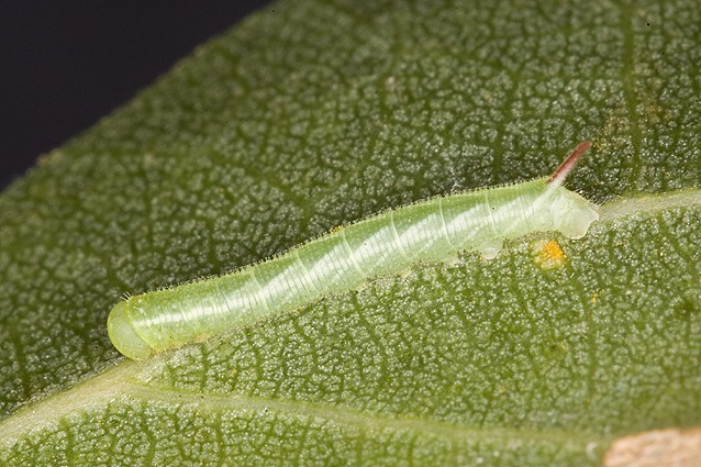 Fully-fed first instar larva of Smerinthus ocellatus atlanticus, Morocco. Photo: &copy; Frank Deschandol.