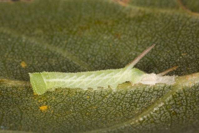 Second instar larva of Smerinthus ocellatus atlanticus, Morocco. Photo: &copy; Frank Deschandol.
