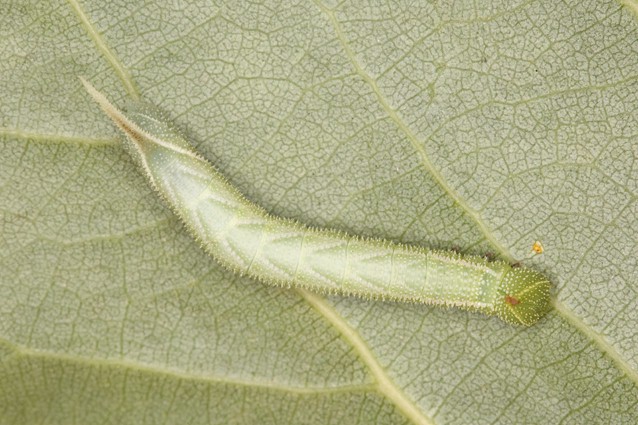 Third instar larva of Smerinthus ocellatus atlanticus, Morocco. Photo: &copy; Frank Deschandol.