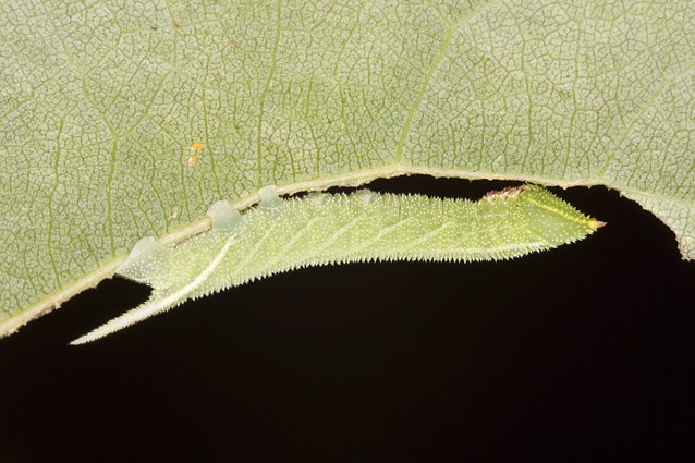 Third instar larva of Smerinthus ocellatus atlanticus, Morocco. Photo: &copy; Frank Deschandol.