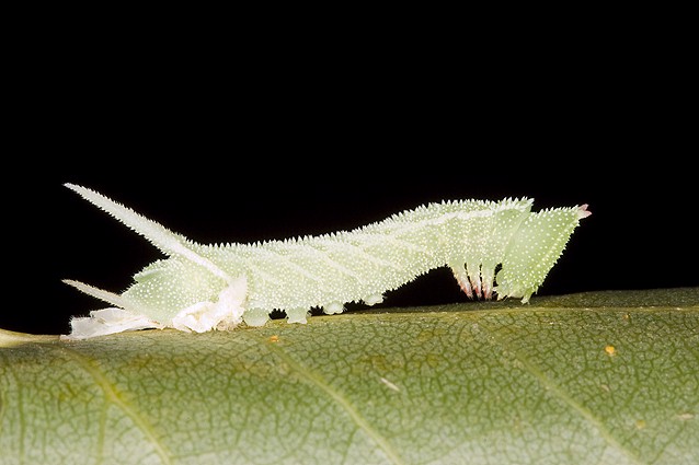 Early fourth instar larva of Smerinthus ocellatus atlanticus, Morocco. Photo: &copy; Frank Deschandol.