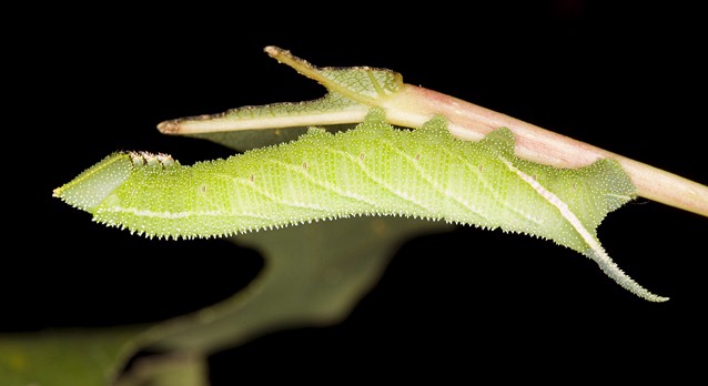 Late fourth instar larva of Smerinthus ocellatus atlanticus, Morocco. Photo: &copy; Frank Deschandol.