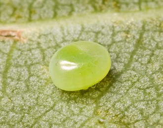 Egg of Smerinthus ocellatus atlanticus, Morocco. Photo: &copy; Frank Deschandol.