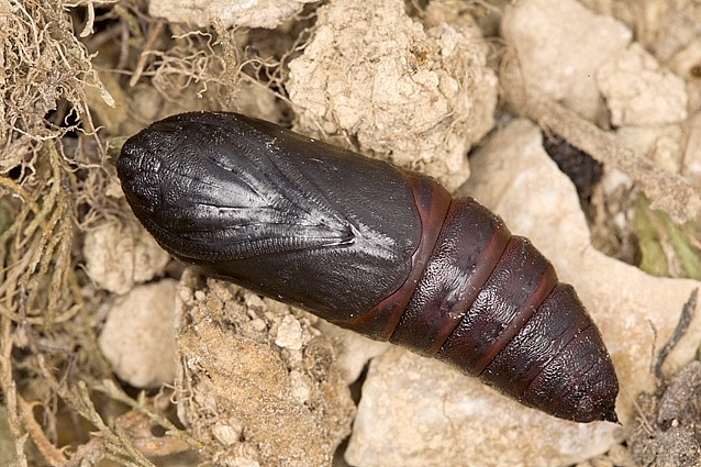 Pupa of Smerinthus ocellatus atlanticus, Morocco. Photo: &copy; Frank Deschandol.