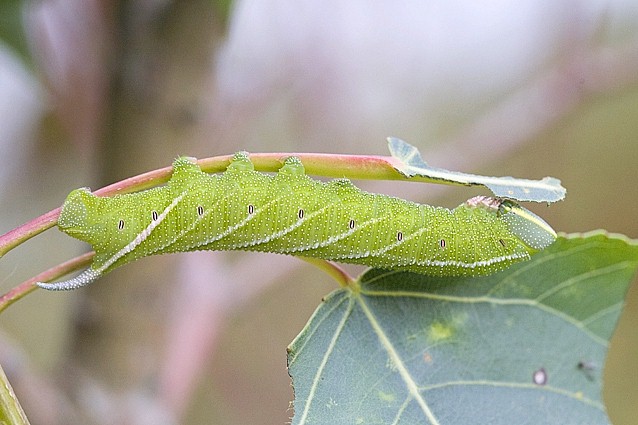 Full-grown green form larva of Smerinthus ocellatus atlanticus, Morocco. Photo: &copy; Frank Deschandol.
