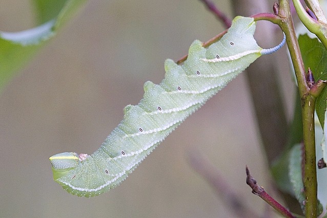 Full-grown grey form larva of Smerinthus ocellatus atlanticus, Morocco. Photo: &copy; Frank Deschandol.