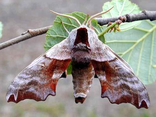 Male Smerinthus caecus, Transbaikalia, Russia. Photo: &copy; Oleg Korsun