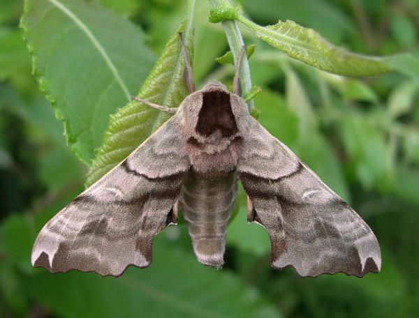 Male Smerinthus caecus, Siberia, Russia. Photo: &copy; Tony Pittaway.