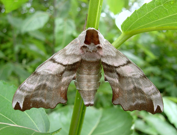 Female Smerinthus caecus, Siberia, Russia. Photo: &copy; Tony Pittaway.