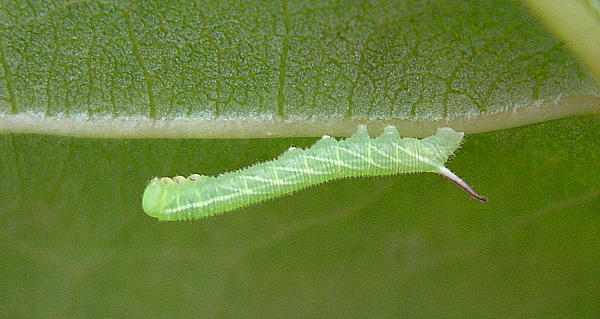 First instar larva of Smerinthus caecus, Siberia, Russia. Photo: &copy; Tony Pittaway.