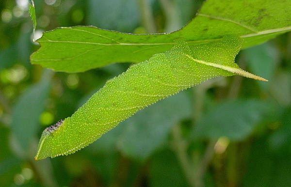 Fourth instar green form larva of Smerinthus caecus, Siberia, Russia. Photo: &copy; Tony Pittaway.