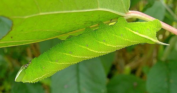 Final (fifth) instar pale green form larva of Smerinthus caecus, Siberia, Russia. Photo: &copy; Tony Pittaway.