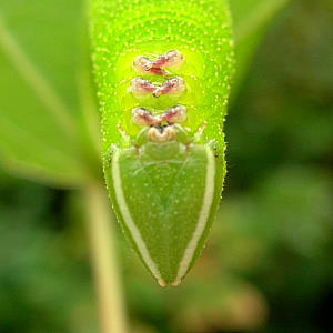 Head of final instar pale green form larva of Smerinthus caecus, Siberia, Russia. Photo: &copy; Tony Pittaway.