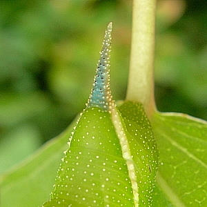Horn of final instar pale green form larva of Smerinthus caecus, Siberia, Russia. Photo: &copy; Tony Pittaway.
