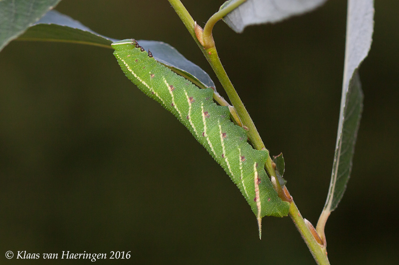 Final (fourth) instar medium green form larva of Smerinthus caecus, Primorskiy Krai, Russia, 2016. Photo: &copy; Klaas van Haeringen.