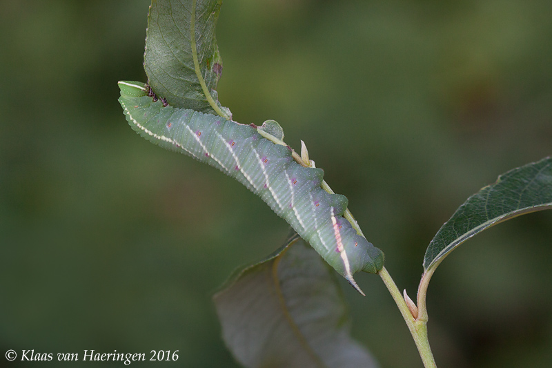 Final (fourth) instar bluish-green form larva of Smerinthus caecus, Primorskiy Krai, Russia, 2016. Photo: &copy; Klaas van Haeringen.
