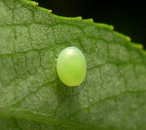 Egg of Smerinthus caecus, Siberia, Russia. Photo: &copy; Tony Pittaway.