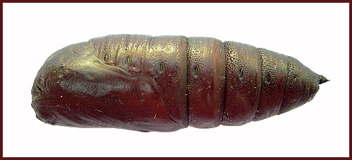 Pupa of Smerinthus caecus (lateral view), Siberia, Russia. Photo: &copy; Tony Pittaway.